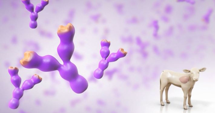 3D Calf Transparent