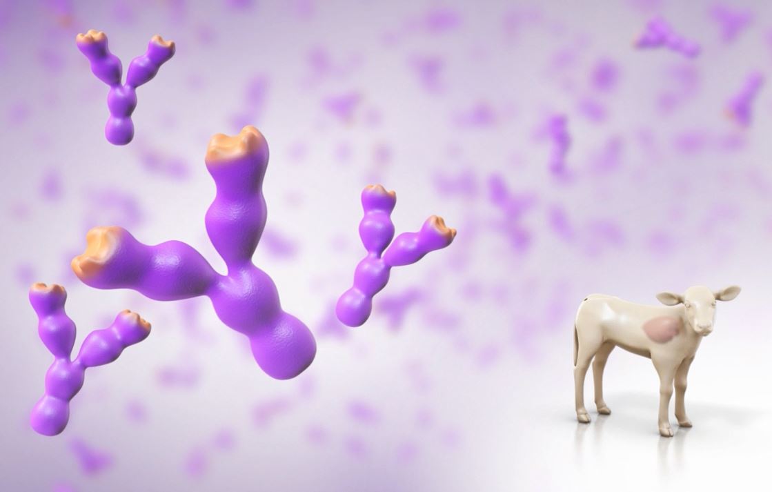 3D Calf Transparent