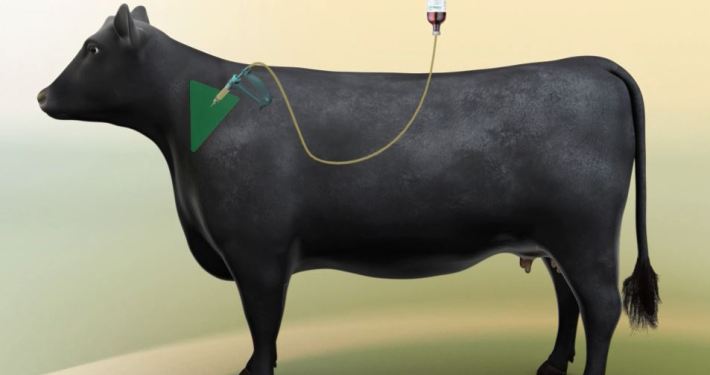 3D Model Cattle