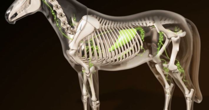 3D Model Horse