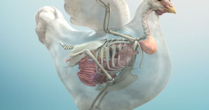 3D Model Layer Transparent