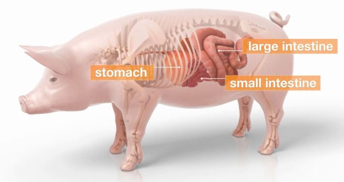 3D Model Swine Transparent