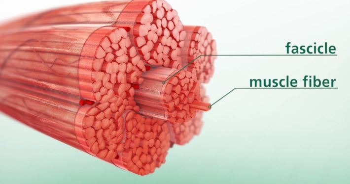 3D Muscle Swine