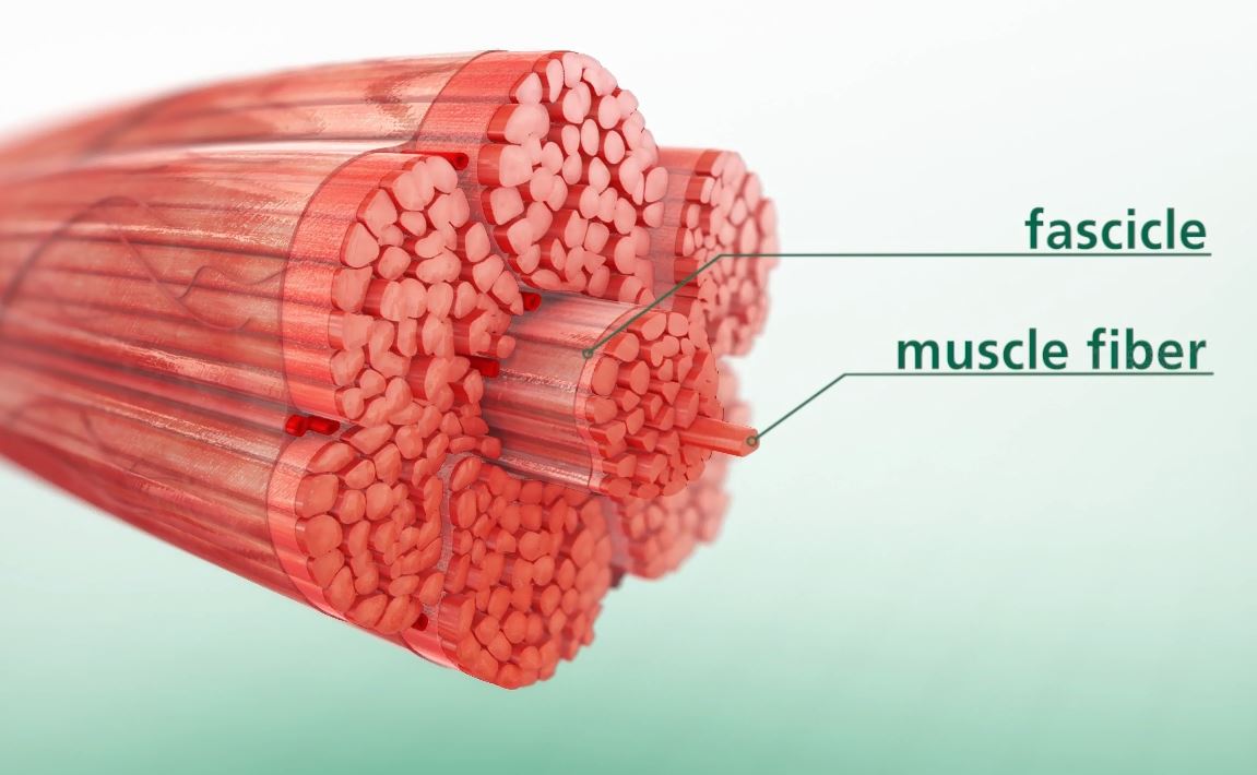 3D Muscle Swine