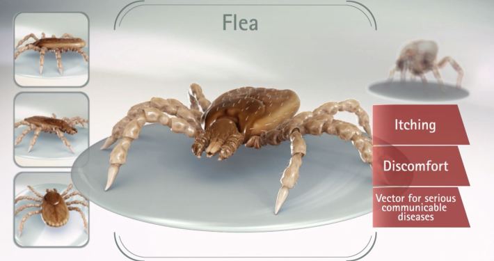3D Parasite