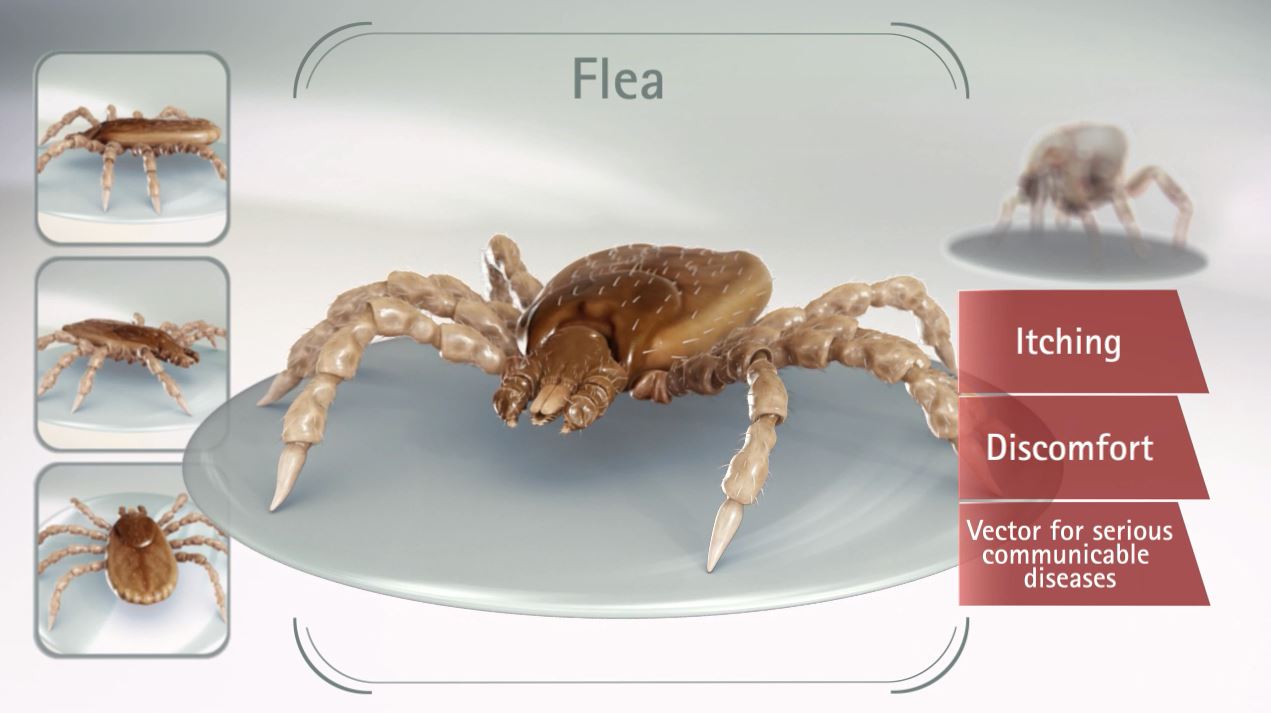 3D Parasite