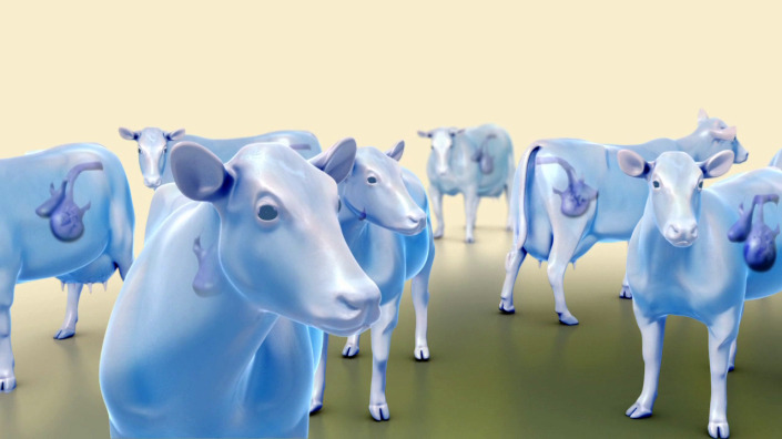 Project Bovine Viral Diarrhoea Animation