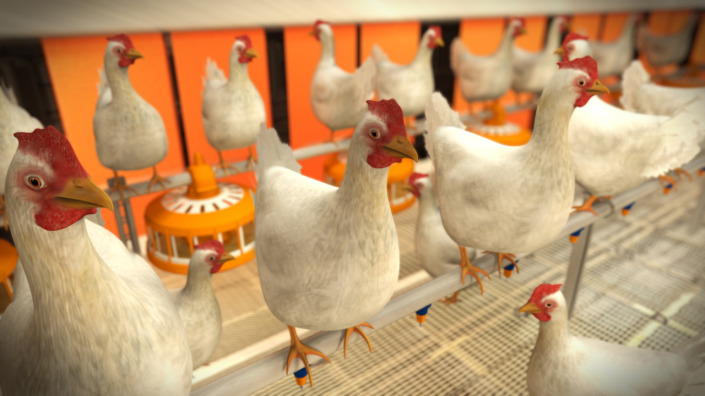 Project Mycoplasma in poultry Animation