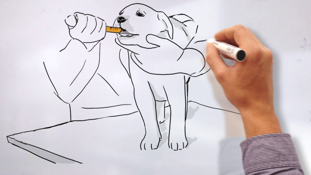 Project Parasitic Co-infection Animation