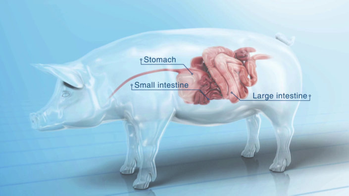 Project Ileitis in Swine Herds Animation