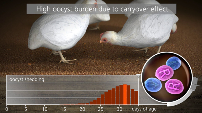 Project Managing Coccidiosis Animation