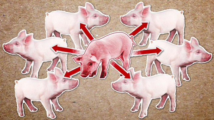 Project Pathogenic E.coli in Pigs Animation