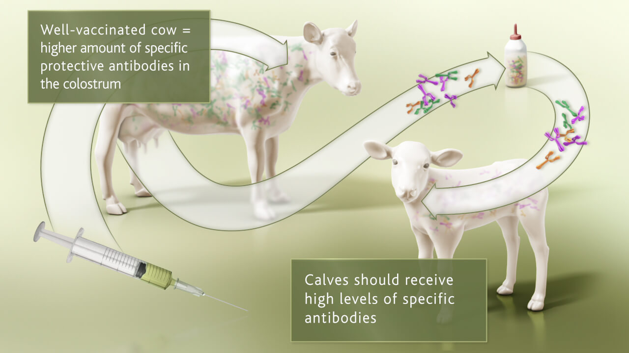 Colostrum management Animation CAST Animal Health