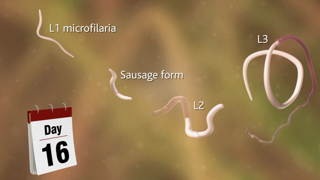 Skinworm Solution for skinworm Animation - CAST Animal Health